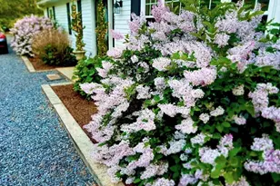 25 Frances Helen Rd, Yarmouth, MA 02675 - Photo 40
