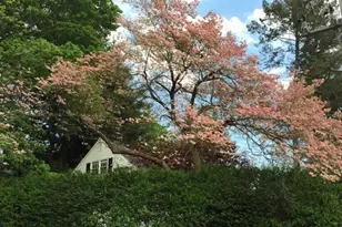10 Dana St, Amherst, MA 01002 - Photo 38