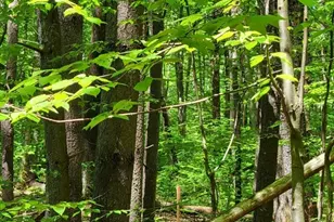 Lot 5 Daniels Rd, Charlton, MA 01507 - Photo 6