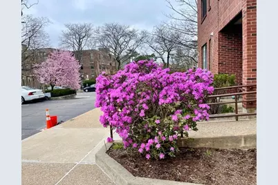 51 John St #201, Brookline, MA 02446 - Photo 1