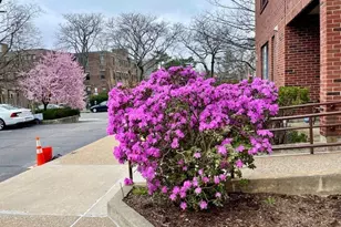 51 John St, Brookline, MA 02446 - Photo 1