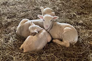 36415 Homer Valley Ln, Homer, MN 55987 - Photo 80