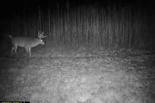 14096 Turben Ridge Rd, Clayton, WI 54655 - Photo 50