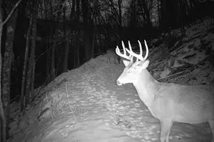 14096 Turben Ridge Rd, Clayton, WI 54655 - Photo 34