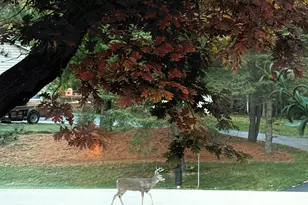 W335N5392 Wedgewood Dr, Merton, WI 53058 - Photo 64