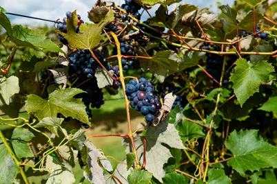 8520  Gass Lake Rd, Newton, WI 53063 - Photo 6