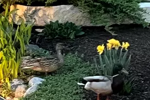 1810 E Bristlecone Dr, Hartland, WI 53029 - Photo 70