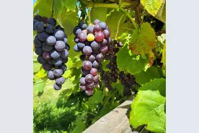 3942 S Troy Ave, Saint Francis, WI 53235 - Photo 36