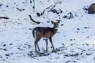 22450 Kodiak Rd, Clifton, WI 54638 - Photo 60