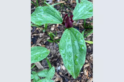 604 N 119th St, Wauwatosa, WI 53226 - Photo 60