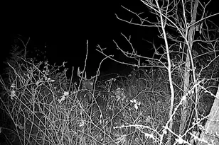 351 Acres County Road S -, Hickory Grove, WI 53805 - Photo 70