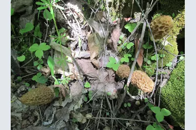 S4108  Haugrud Hollow Rd, Webster, WI 54639 - Photo 62