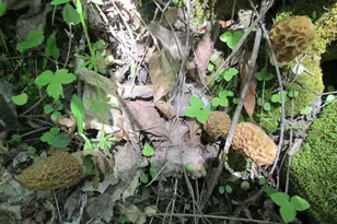 S4108 Haugrud Hollow Rd, Webster, WI 54639 - Photo 62