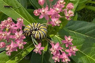 W350N6781 Baltic Pass, Oconomowoc, WI 53066 - Photo 62