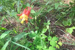 N13703 Canar Rd, Trempealeau, WI 54661 - Photo 80