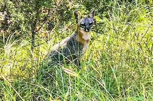 1841 Oak Meadows, Canyon Lake, TX 78133 - Photo 18