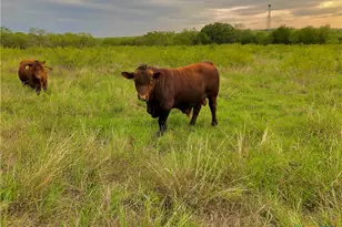 2179 Borchert Dr, Lockhart, TX 78644 - Photo 2