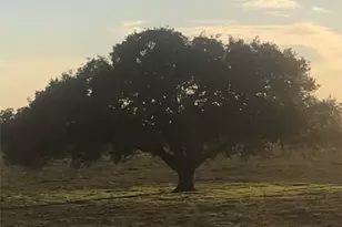 2700 Cr 400 Rd, Yoakum, TX 77995 - Photo 20