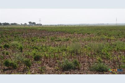 Tbd Gooseneck Road #3, Bartlett, TX 76511 - Photo 6