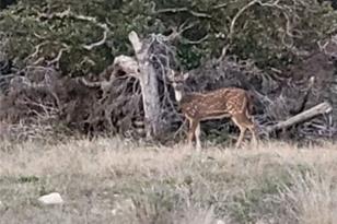4950 Co Rd 110, Burnet, TX 78611 - Photo 26