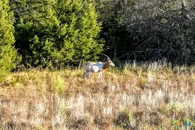 Tbd Falling Oak Drive, Blanco, TX 78606 - Photo 14