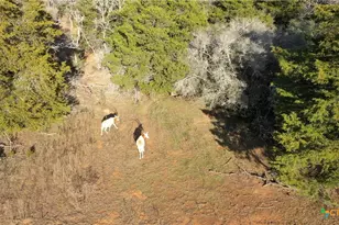 2524 Sandy Fork Rd, Harwood, TX 78632 - Photo 32