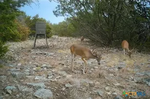 Fm 1113 W Lindorbet Ranch Lot 16A, Copperas Cove, TX 76522 - Photo 10