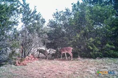 2998 Straws Mill Road, Gatesville, TX 76528 - Photo 46