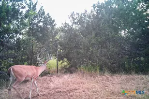 2998 Straws Mill Rd, Gatesville, TX 76528 - Photo 42