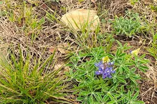 10655 E Trimmier Rd, Killeen, TX 76542 - Photo 24