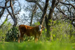 Tbd County Road 404, Floresville, TX 78114 - Photo 18