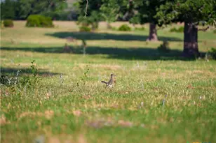 Tbd Kirk Corners, Harwood, TX 78632 - Photo 24