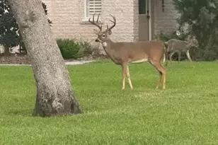 313 Treasure Oaks Rd, Inez, TX 77968 - Photo 38