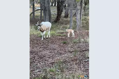 2265 County Road 106, Purmela, TX 76566 - Photo 32