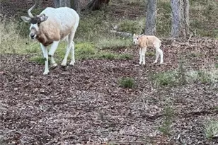 2265 Co Rd 106, Purmela, TX 76566 - Photo 32