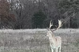 2265 Co Rd 106, Purmela, TX 76566 - Photo 34
