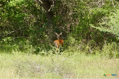 000 Zengerle Rd Tract 11, Thomaston, TX 77954 - Photo 34