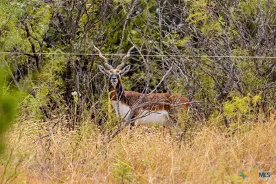 5990 Farm Road 1241, Hamilton, TX 76531 - Photo 1
