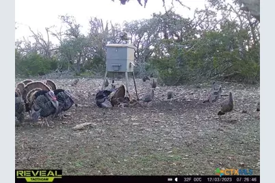 65 Miles Ln, Harper, TX 78631 - Photo 8