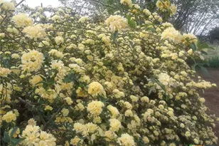 120 Buena Vista, Blanco, TX 78606 - Photo 30