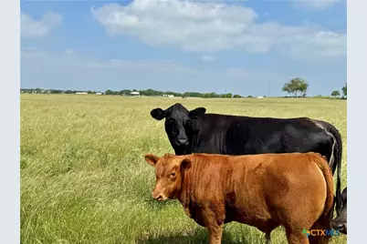 12 Acres Smith Dairy Road, Belton, TX 76513 - Photo 16
