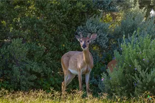 758 Mission Heights, New Braunfels, TX 78130 - Photo 34