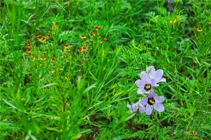 12175 N US Hwy 183, Florence, TX 76527 - Photo 26