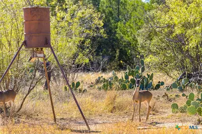 Tbd Gipson Road, Johnson City, TX 78636 - Photo 8