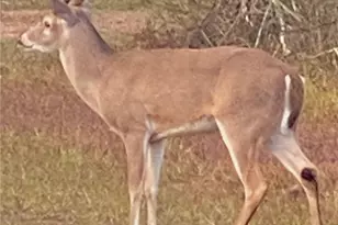 1780 Nursery Dr, Nursery, TX 77976 - Photo 42