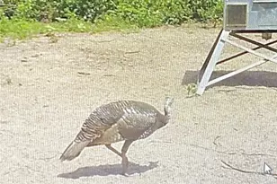 1780 Nursery Dr, Nursery, TX 77976 - Photo 46