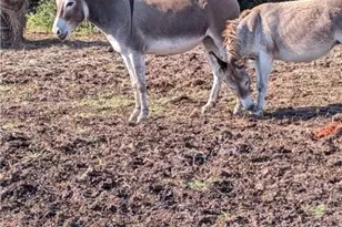 20440 Brooking Rd, Killeen, TX 76542 - Photo 22