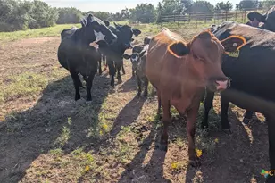 20440 Brooking Rd, Killeen, TX 76542 - Photo 22