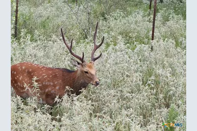 Tbd 120 Acres Old Seguin Luling Road, Seguin, TX 78155 - Photo 28