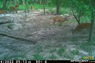 2224 Levee Rd, Bloomington, TX 77951 - Photo 46